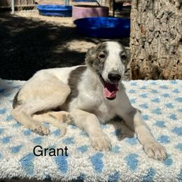 Grant - White and fawn brindle male Silken Windhound puppy in Pahrump, Nevada from Gwen Little's Borzois and Silken Windhounds