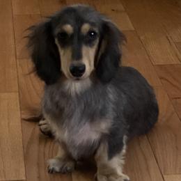 Bella - Dachshund