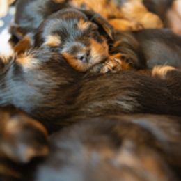 Yorkshire Terrier Puppies from Sharon Gellerman's Yorkshire Terriers