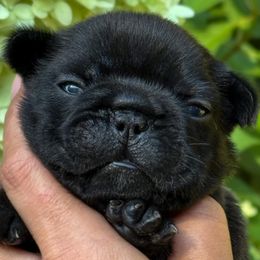 Light Purple Collar - Brindle female French Bulldog puppy in Peachtree City, Georgia from Eastham’s  Open French Bulldogs