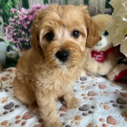 Zach - Apricot male Cavapoo puppy in Lebanon, Missouri from Danielle’s Doodles