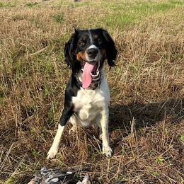 June - English Springer Spaniel