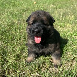Annie - Sable female German Shepherd puppy in Milan, Illinois from Stonewick German Shepherds