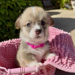 Pink - Sable female Pembroke Welsh Corgi puppy in Wheatland, California from Emerald Corgis