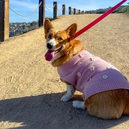 Gala - Pembroke Welsh Corgi