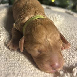 Boy 3 - male Cavapoo puppy in Austin, Texas from Lucy Lou’s Cavapoos