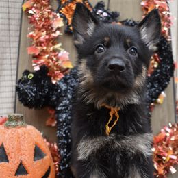 Yellow Girl - Black and tan female German Shepherd puppy in Grants Pass, Oregon from Granville German Shepherds