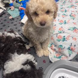 Gracie - Apricot female Poodle puppy in Cullman, Alabama from Darlynda May
