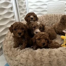 Poodle Puppies from Poodles 4 Life