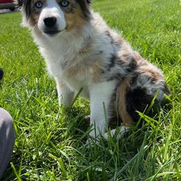 Sky - Miniature Australian Shepherd