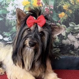 Miranda - Biewer Terrier