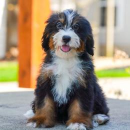 Fern (socialization program grad) - Tri-color female Bernedoodle puppy in Dundee, Ohio from Down Home Doodle
