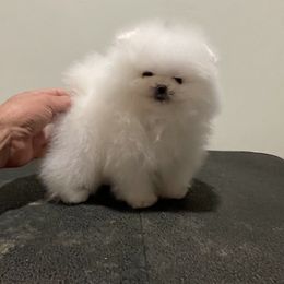 Boy 2 - Pomeranian puppy in Riverside, California from Swans Nest Pomeranians (IG)