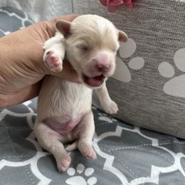 Girl 1 - Apricot female Maltipoo puppy in Denair, California from 209PuppiesCaliforniaMaltipoo