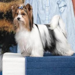 CH Hiroyuki Kamiya - Biewer Terrier
