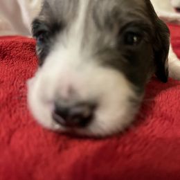 Dachshund Puppies from B&K Dachshunds