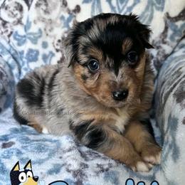 Bandit - Blue merle male Miniature American Shepherd puppy in Millington, Tennessee from Goading Glee Glade
