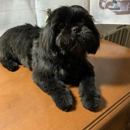 Bear - Shih Tzu
