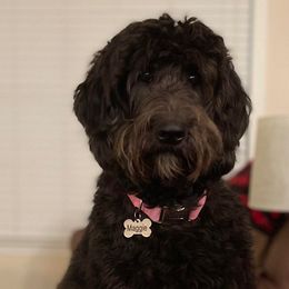 Maggie - Goldendoodle