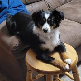 Miniature Australian Shepherd and Toy Australian Shepherd All Grown Up from Graceful Acres