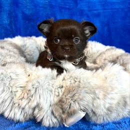 Kona - Chocolate and white male Chihuahua puppy in Mesa, Arizona from Arizona Dream Chihuahuas
