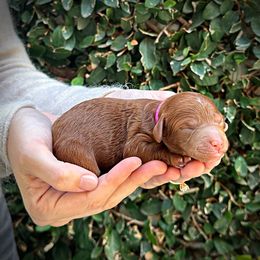 Girl 1 - female Poodle puppy in Modesto, California from Dry Creek Poodles