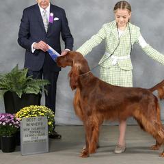 Irish Setters from Motley Acres Farm