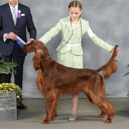 Irish Setters from Motley Acres Farm