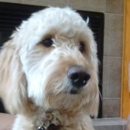 Coco - Goldendoodle