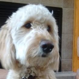 Coco - Goldendoodle