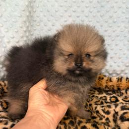 Riley - Orange sable male Pomeranian puppy in Greenville, Georgia from Breezy Hill Poms