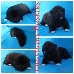Mocha Male 1 - Black male Siberian Husky puppy in Hiawassee, Georgia from Chastains Huskies