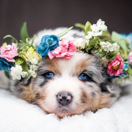Australian Shepherd Puppies from Skyborne Australian Shepherds