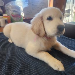 Golden Retriever Puppies from Seascape Golden Retrievers