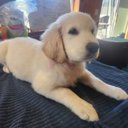 Golden Retriever Puppies from Seascape Golden Retrievers
