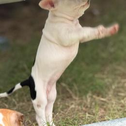 Secretariat - Black tri-color female American Bully puppy in Princeton, Texas from District 12 Kennels