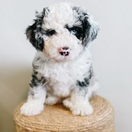 Almond Joy - Merle male Sheepadoodle puppy in Republic, Missouri from DOOD & Co