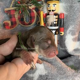 Yukon - Chocolate and cream male Dachshund puppy in Washington from Beautiful Doxies