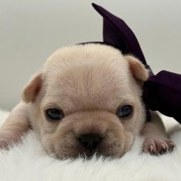 Harper - Cream female French Bulldog puppy in Largo, Florida from Big Daddy Frenchies