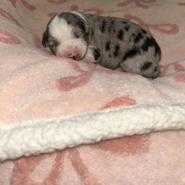 Miniature Australian Shepherd and Pembroke Welsh Corgi Puppies from Fluffy Butt Acres