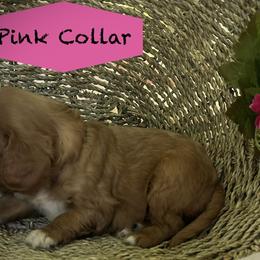 Cavalier King Charles Spaniels from Dorcas Hooks