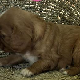 Cavalier King Charles Spaniels from Dorcas Hooks