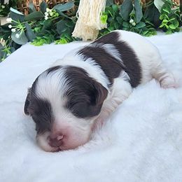 Simone - Chocolate and white female Havapoo puppy in Dothan, Alabama from Farquharson's Poodles&Doodles