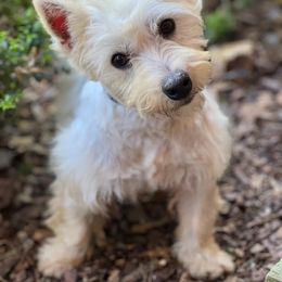 Female 3 - White female West Highland White Terrier puppy in Boaz, Alabama from Creekside Westies