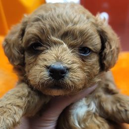 White collar - Red male Cavapoo puppy in Gresham, Oregon from Paisley Cavapoos