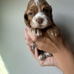 Pumpkin Roll - Red and white female Cocker Spaniel puppy in Claremore, Oklahoma from BRX Country Cockers LLC