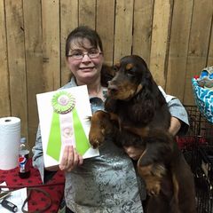 Tana - Field Spaniel