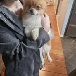 Shelby - Pomeranian