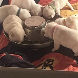 Orange collar - Cream male French Bulldog puppy in Roland, Oklahoma from Ruff it up frenchies