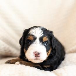 Tilly - Tri-color female Bernedoodle puppy in Narvon, Pennsylvania from CBKB Bernedoodle’s